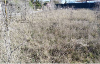 Desbroce de las parcelas