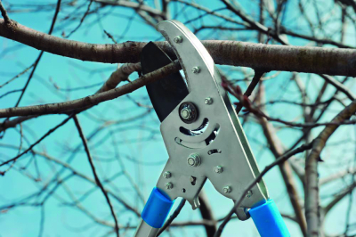 Poda de los &aacute;rboles de la v&iacute;a p&uacute;blica