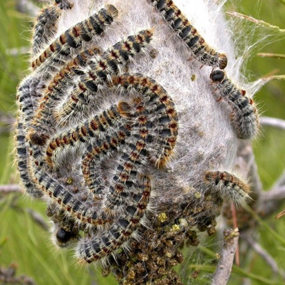 Control de la plaga de la procesionaria
