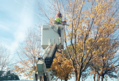 Comienza la &eacute;poca de la poda.